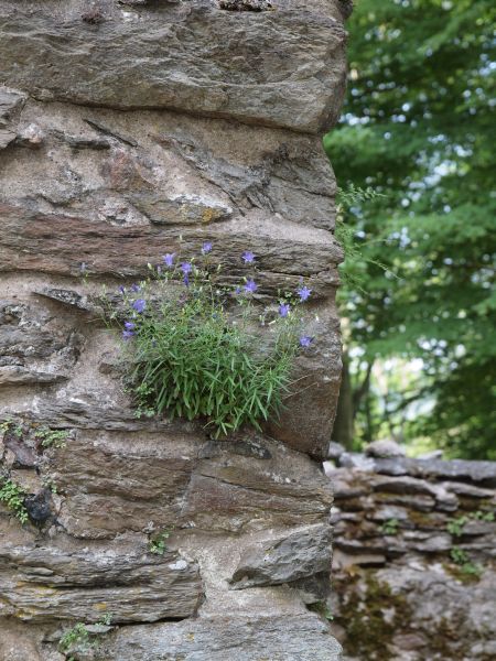 Burg Katharinenberg