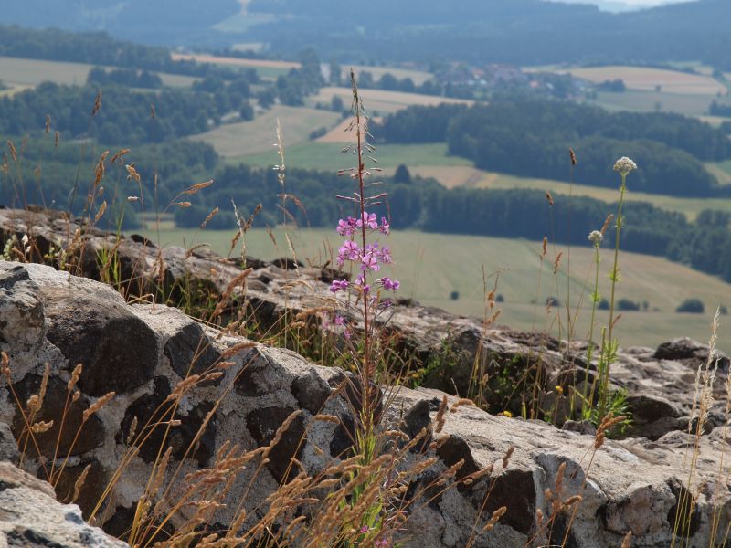 Burg Waldeck