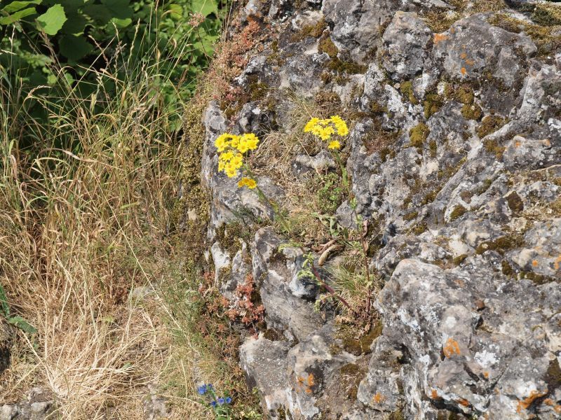 Ruine Wolfsberg