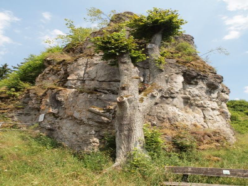 Ruine Wolfsberg