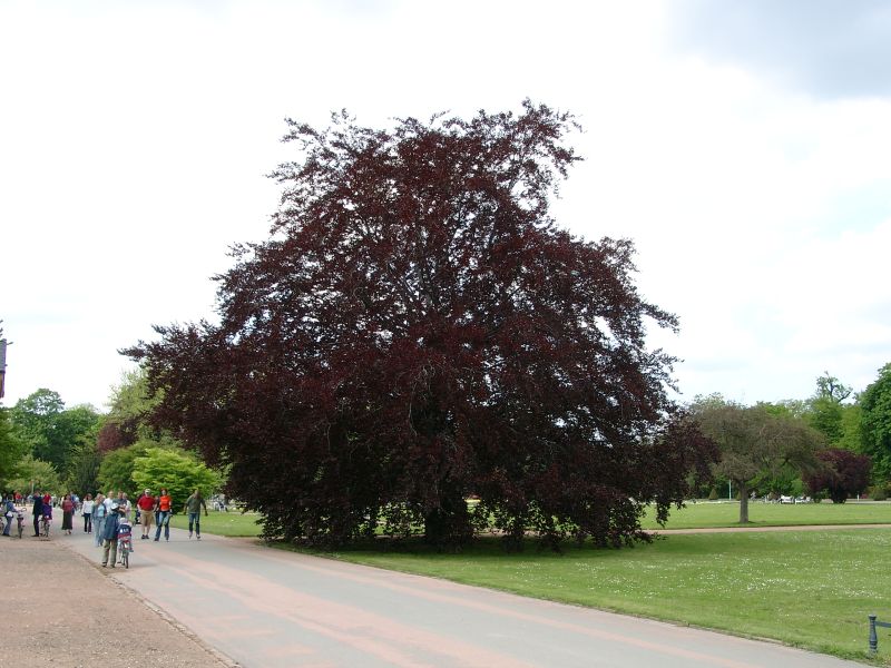 Palais im Grossen Garten